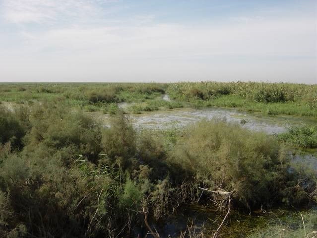 Early growth of reeds mixed with desert scrub in the Hammar Marsh, September 2003