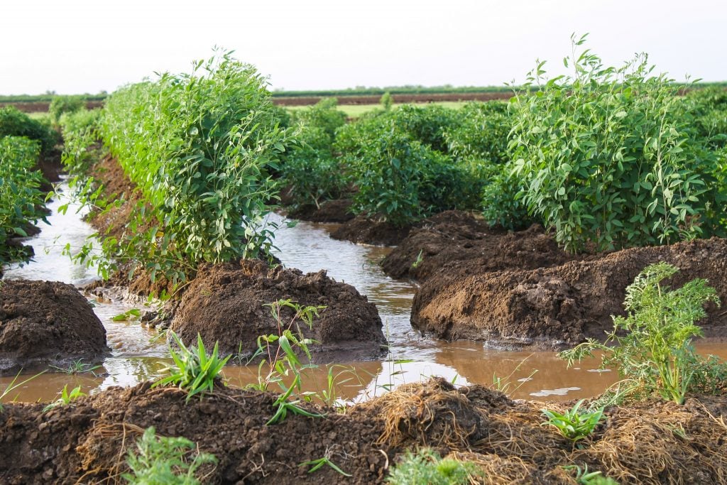 irrigation sudan - Water Use in Sudan