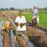 Egypt’s Mega-Irrigation Overhaul: Modernizing Agriculture for Water Security