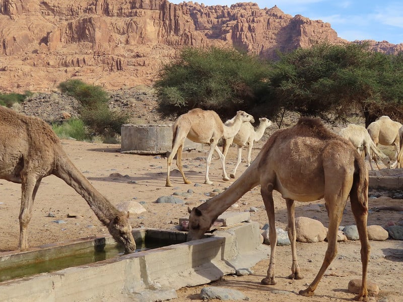 Shared Water Resources in KSA