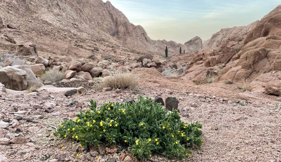 Sinai desert